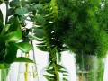半水培绿萝养护大全（水肥兼顾，营养均衡，绿萝更旺盛）