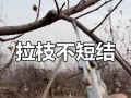 苹果树剪枝的必要性及技巧（探讨苹果树剪枝对结果的影响和正确的剪枝方法）