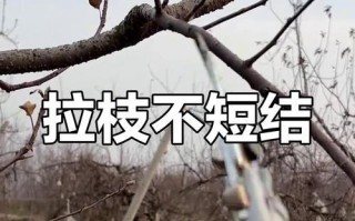 苹果树剪枝的必要性及技巧（探讨苹果树剪枝对结果的影响和正确的剪枝方法）