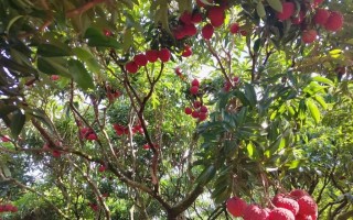 海南荔枝上市时间详解（探究海南荔枝成熟和上市时间，解读荔枝产业链的发展）