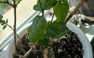 茉莉掉叶子的原因及解决方法（茉莉掉叶子的表象、常见原因和有效解决方法）