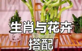 属猪的福气大发，这些植物帮你旺财运（养植物招财进宝，必须掌握的15种植物及其养殖技巧）