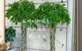 以发财树春夏怎么养（室内发财树的春夏养护秘籍）
