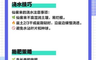 夏天仙客的打理秘籍（让你的夏天仙客焕发青春活力）