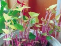 花盆里种红薯的方法与技巧（轻松在家种植可口红薯的秘诀）