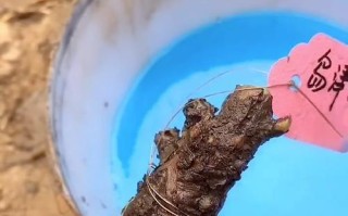 牡丹花枯萎了怎么剪掉？（快速有效的修剪方法，让牡丹重焕生机）