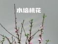 如何养活以桃花为主题的文章（探索桃花的生态养护与繁衍之道）