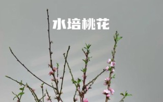 如何养活以桃花为主题的文章（探索桃花的生态养护与繁衍之道）