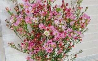 如何保存勿忘我花一年之久（简单方法让你的勿忘我花长时间鲜艳如新）