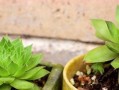 观音莲盆栽的养护秘籍（打造绿意盎然的家居宝贝）