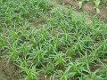 空心菜的生长习性与光照需求（探究空心菜是喜阴还是喜阳的植物，掌握正确的光照管理技巧）