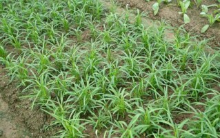 空心菜的生长习性与光照需求（探究空心菜是喜阴还是喜阳的植物，掌握正确的光照管理技巧）