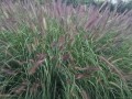 狼尾草的花期（探究狼尾草花期的特点和生态意义）