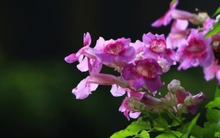家里种凌霄花的风水效应（从风水角度解析凌霄花的神秘魅力）
