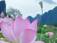 莲花的开花周期（探秘莲花开花的奥秘）