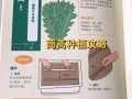 菊花菜的播种时间及种植技巧（从种子到繁茂，了解菊花菜的种植全过程）