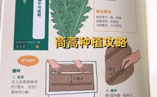 菊花菜的播种时间及种植技巧（从种子到繁茂，了解菊花菜的种植全过程）