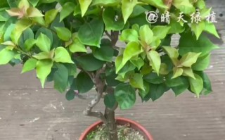 花草施肥过量的处理方法（如何应对过度施肥对花草的影响）