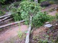 小叶榕树（探索小叶榕树的特点、生态作用与养护方法）