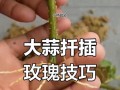 玫瑰花扦插的技巧与注意事项（掌握正确的剪切方式，轻松繁衍出美丽的玫瑰花盆栽）