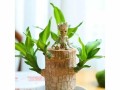 彩虹木的养护指南（打造丰盈多彩的家居景观，彩虹木是你的首选！）