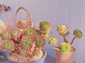如何保护绿蔷薇多肉在寒冷冬天（科学养护，让绿蔷薇多肉安度严寒）