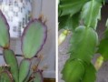 以假昙花不开花的处理方法（解析以假昙花不开花的原因及应对策略）