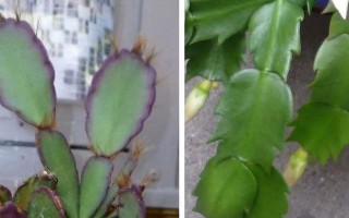 以假昙花不开花的处理方法（解析以假昙花不开花的原因及应对策略）