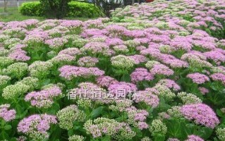 了解景天的开花养护秘籍（开启花园之美，打造迷人景天花海）