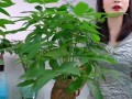 水培发财树的施肥技巧（了解发财树施肥的关键，打造繁茂生长）