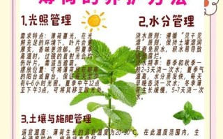 夏季盆景养护技巧之保湿秘籍（室内盆景保湿要点与技巧）