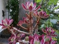 锦晃星老桩的养护方法（打造美丽庭院，从锦晃星老桩开始）
