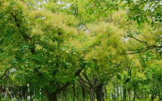 黄栌树——一颗生态环保的绿色之树（探秘黄栌树的生态价值与文化内涵）