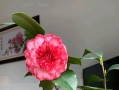 黄泥土千头菊的上盆技巧（黄泥土千头菊如何正确上盆，让它焕发出更美丽的花朵）