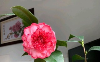 黄泥土千头菊的上盆技巧（黄泥土千头菊如何正确上盆，让它焕发出更美丽的花朵）