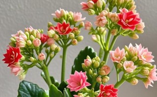 如何养护长寿出花苞了（培育长寿植物绽放美丽花朵的秘诀）