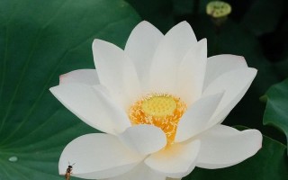 北方莲花冬季养护指南（保护莲花，迎接美丽的冬天）