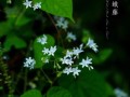 蛾蝶花种植技巧与养护方法（打造盛开如蝶般美丽的花园）