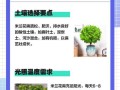 米兰花的繁殖方式剖析（探究米兰花种子的生命周期及如何繁殖）
