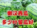 西瓜籽能不能种？（探究西瓜籽的种植方法和最佳时间）