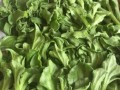 探寻冰草之乡（揭秘冰草的神秘故事与产地）
