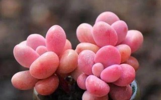 桃蛋养殖方法详解（打造高效桃蛋养殖体系，助力农业发展）
