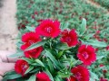 探秘石竹花期（15个段落，详细解读石竹的花期和适宜生长环境）