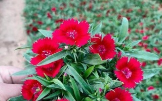 探秘石竹花期（15个段落，详细解读石竹的花期和适宜生长环境）