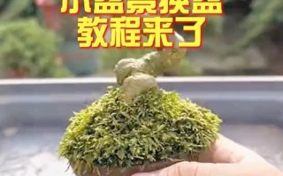 盆景修剪之技巧与方法（打造精美盆景的秘诀与步骤）