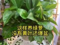 绿萝怎么扦插能避免打蔫？（关键步骤、注意事项和解决方法）