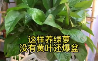 绿萝怎么扦插能避免打蔫？（关键步骤、注意事项和解决方法）