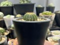 仙人球的插植与繁殖技巧（如何正确插植仙人球并实现繁殖？（）