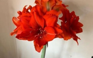霸王花有毒吗？室内养护注意事项（毒性评估、室内养护技巧、如何保护自己）