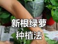 以绿萝换土壤的正确方法（让你的绿萝更健康成长）